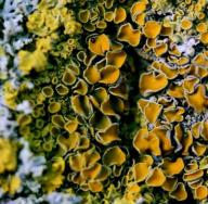 Lichens - llojet dhe emrat, tiparet strukturore, kuptimi