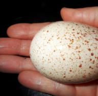 Výhody a poškodenie morčacích vajec