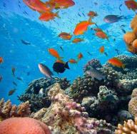 Paano nabuo ang mga coral reef?