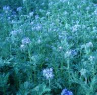 Сидераты- растения улучшающие почву Горох обогащает ли почву азотом